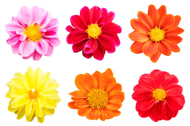 istock collection chrysanthemum Colorful isolated on white background. 859685322