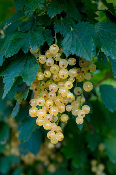 istock Young white currant branch with green leaves and ripe berries 859688904