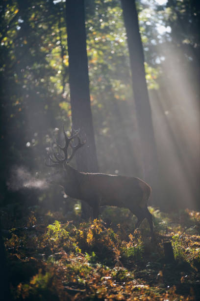 istock Red deer stag (cervus elaphus) between ferns in misty autumn forest. 859689196