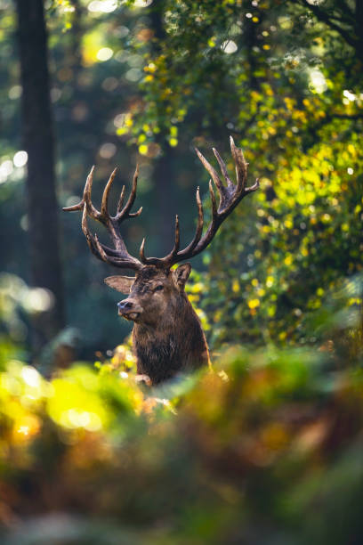 istock Red deer stag (cervus elaphus) in autumn foliage of forest. 859689966