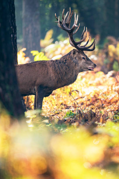 istock Red deer stag (cervus elaphus) in moisty autumn forest. 859690754