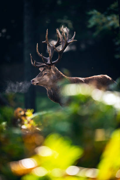 istock Red deer stag (cervus elaphus) in moisty autumn forest. 859691098
