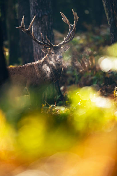 istock Red deer stag in moisty fall forest. 859691240