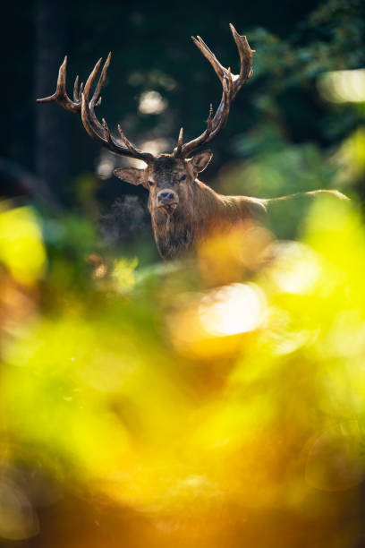 istock Red deer stag (cervus elaphus) behind ferns in autmn forest. 859691250