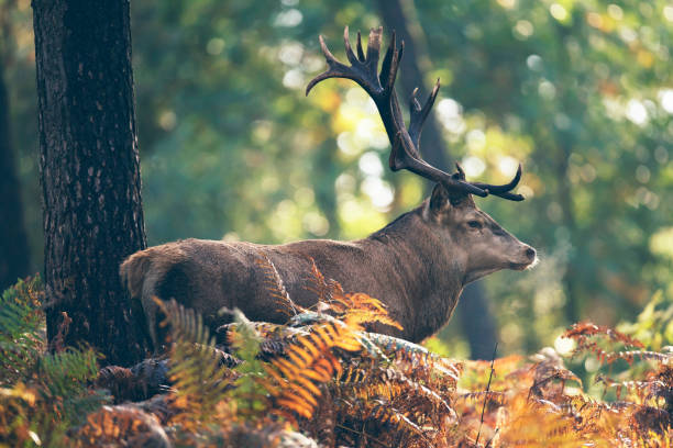 istock Red deer stag in ferns in autumn forest. 859691262
