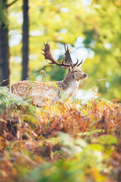 istock Side view of fallow deer buck (dama dama) between ferns in fall forest. 859691280