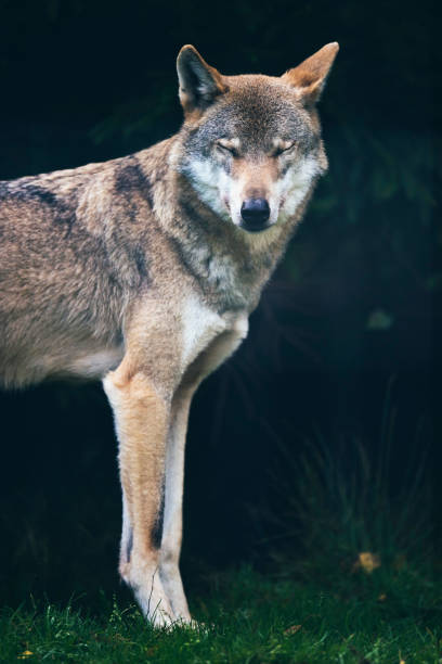 istock Gray wolf (Canis lupus) with closed eyes in dark forest. 859691296