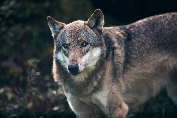 istock Eurasian wolf (Canis lupus) in dark forest. 859691298