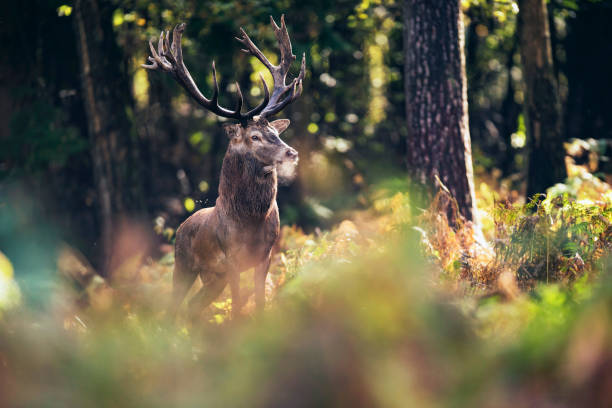 istock Red deer stag (cervus elaphus) between ferns in fall forest. 859691344