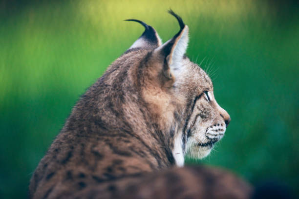Rear Side View Of Eurasian Lynx In Meadow Stock Photo - Download