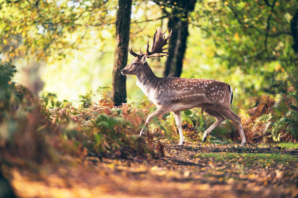 istock Fallow deer buck (dama dama) crossing path in autumn forest. 859691422