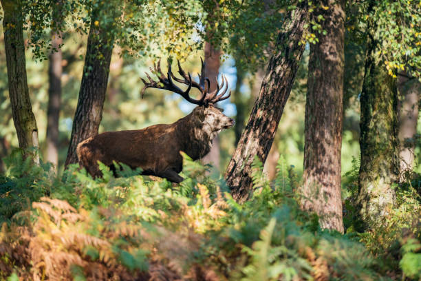 istock Red deer stag (cervus elaphus) in ferns in fall forest. 859691428