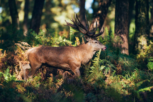 istock Red deer stag (cervus elaphus) walking between ferns in autumn forest lit by sunlight. 859691440