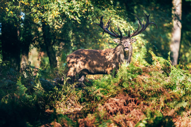 istock Bellowing red deer stag (cervus elaphus) in ferns in autumn forest. 859691448