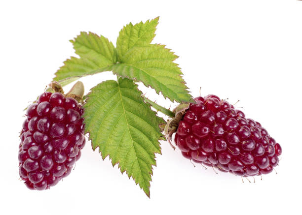 frutas loganberry ou blackberry vermelho - picking up single object leisure activity recreational pursuit - fotografias e filmes do acervo