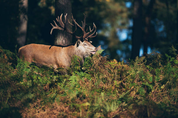 istock Red deer stag (cervus elaphus) lit by sunlight in autumn forest. 859691456