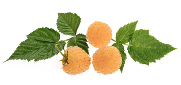 istock White raspberry fruits with leafs isolated on white background 859691458