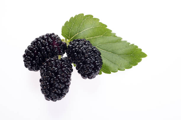 istock The fruit of black mulberry with leaf isolated on white background 859691464