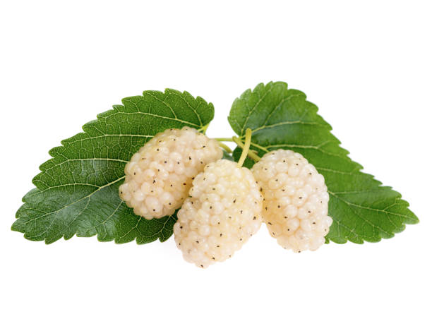 Mulberry fruit with leaves, isolated on white background, White mulberry