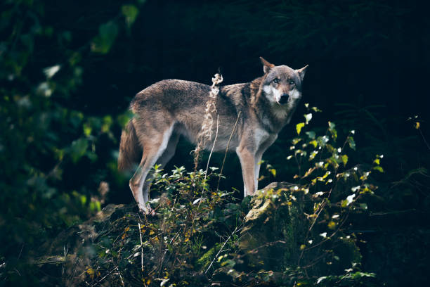 istock Gray wolf (Canis lupus) standing on rock in dark forest. 859691478