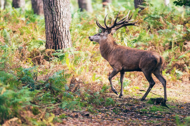 istock Red deer stag with ferns in antlers crossing path in fall forest. 859691490
