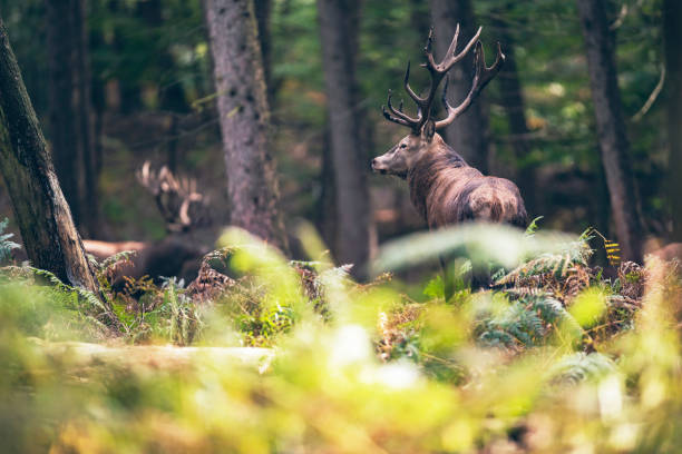 istock Red deer stag between ferns in autumn forest. 859691494