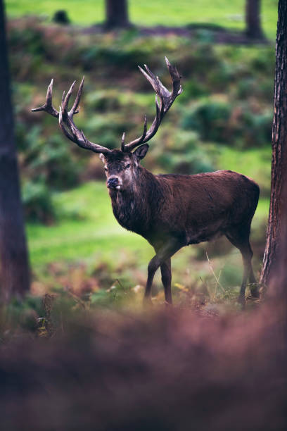 istock Red deer stag (cervus elaphus) walking between ferns of fall forest. 859691500