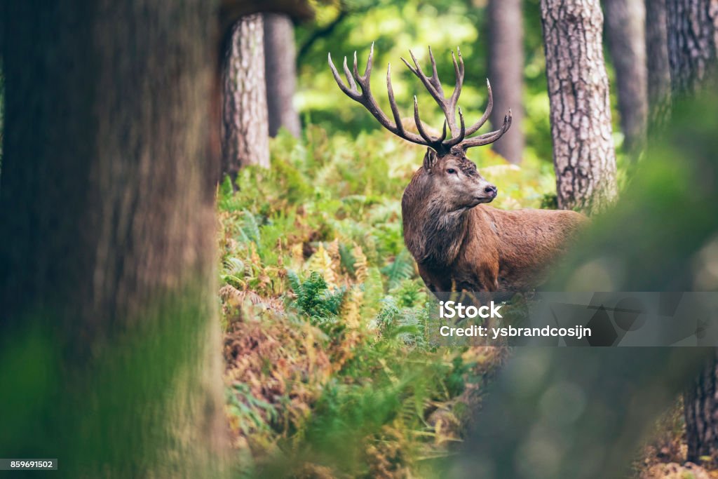 Red deer stag between ferns in autumn forest. Deer Stock Photo