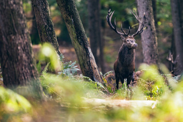 istock Red deer stag between ferns in autumn forest. 859691526
