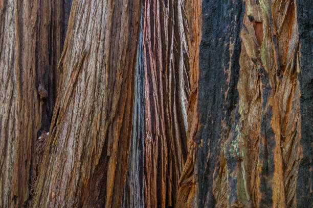 istock Bark of Redwood Tree Close Up 859692328