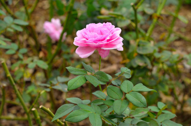 pink rose in the garden