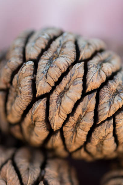istock Close up of Sequoia Seed 859695770