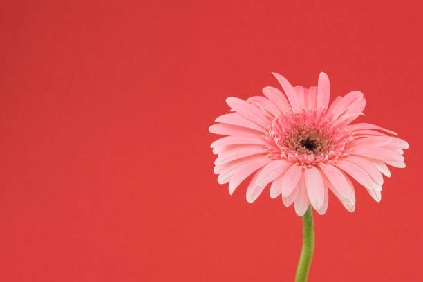 istock Pink Gebera flower on red background 859698716