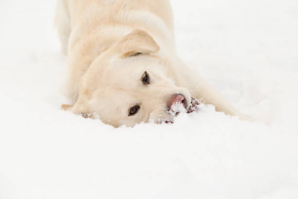 istock Playful dog in the snow 859699506