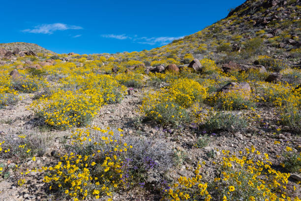 istock Looking Up at Hill Side Covered with Bristlebush 859702696