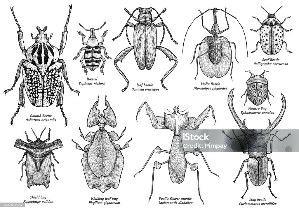 Grotesque Insect Drawing Group Of Exotic Insect Illustration Drawing Engraving Ink Line Art ...
