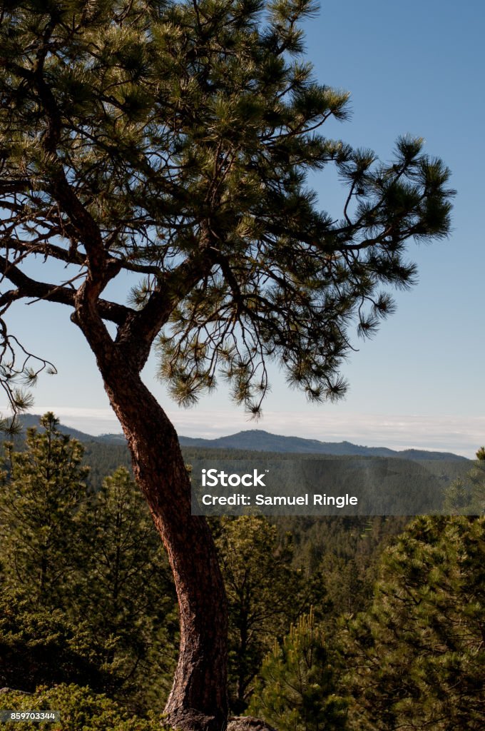 Looking over the Landscape A photo of a nice looking tree over a mountainous, wooded landscape. Blue Stock Photo