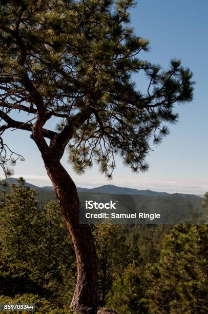 Looking Over The Landscape Stock Photo - Download Image Now - Blue, Brown, Forest