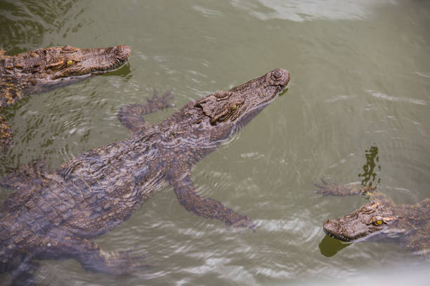 istock water bodies on the Crocodile Farm in Dalat. 859703912