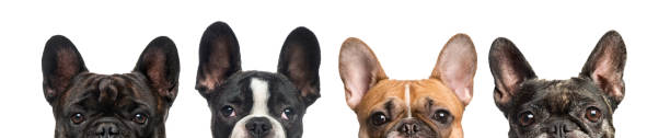 close-up de superiores cabeças de cães, isolados no branco - group of dogs - fotografias e filmes do acervo