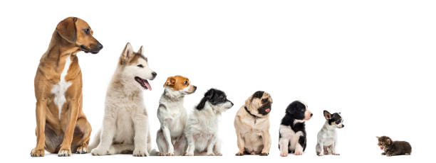 Dogs of different breeds walking profile view, full body, collection of portraits