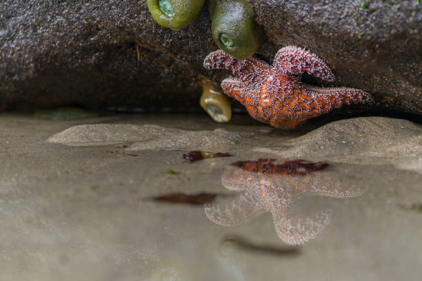 Starfish found along the Pacific Rim National Park on Vancouver Island, British Columbia