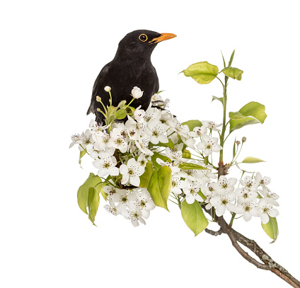 common blackbird perched on a flowering branch, isolated on white