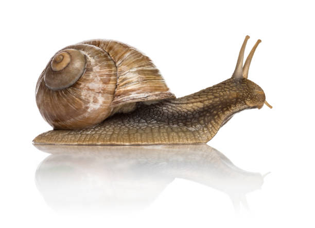 istock Crawling common snail, Burgundy snail or edible snail, isolated 859704268