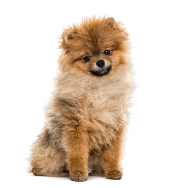 istock Pomeranian puppy sitting, isolated on white 859706242