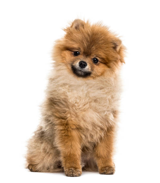 istock Pomeranian puppy sitting, isolated on white 859706358