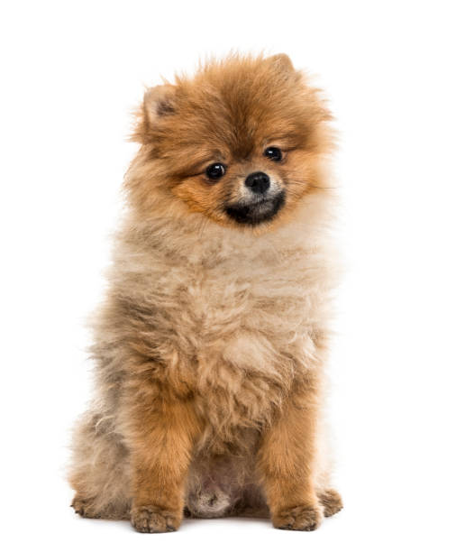 istock Pomeranian puppy sitting, isolated on white 859706498