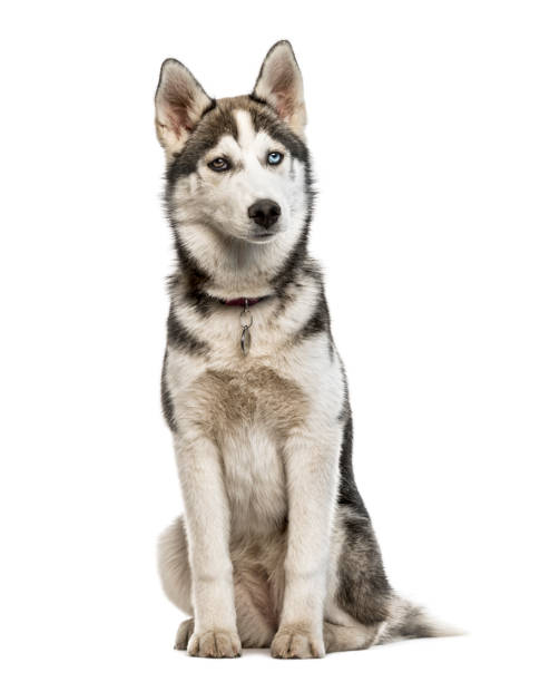 istock Siberian Husky puppy sitting, isolated on white 859706560