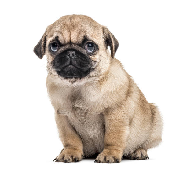 istock Pug puppy sitting, isolated on white 859706656