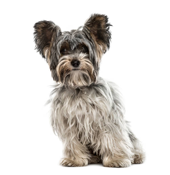 istock Biewer yorkshire sitting, isolated on white 859706700